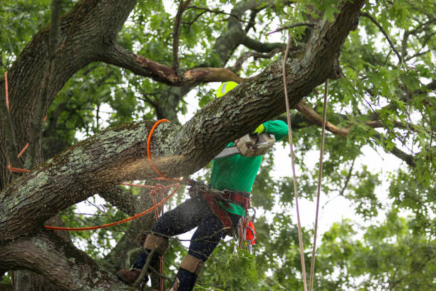 How Our Tree Care Process Works  in  Healdton, OK