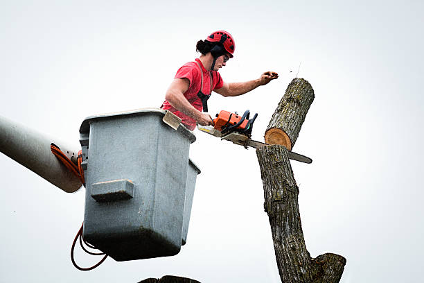 Trusted Healdton, OK Tree Care Experts